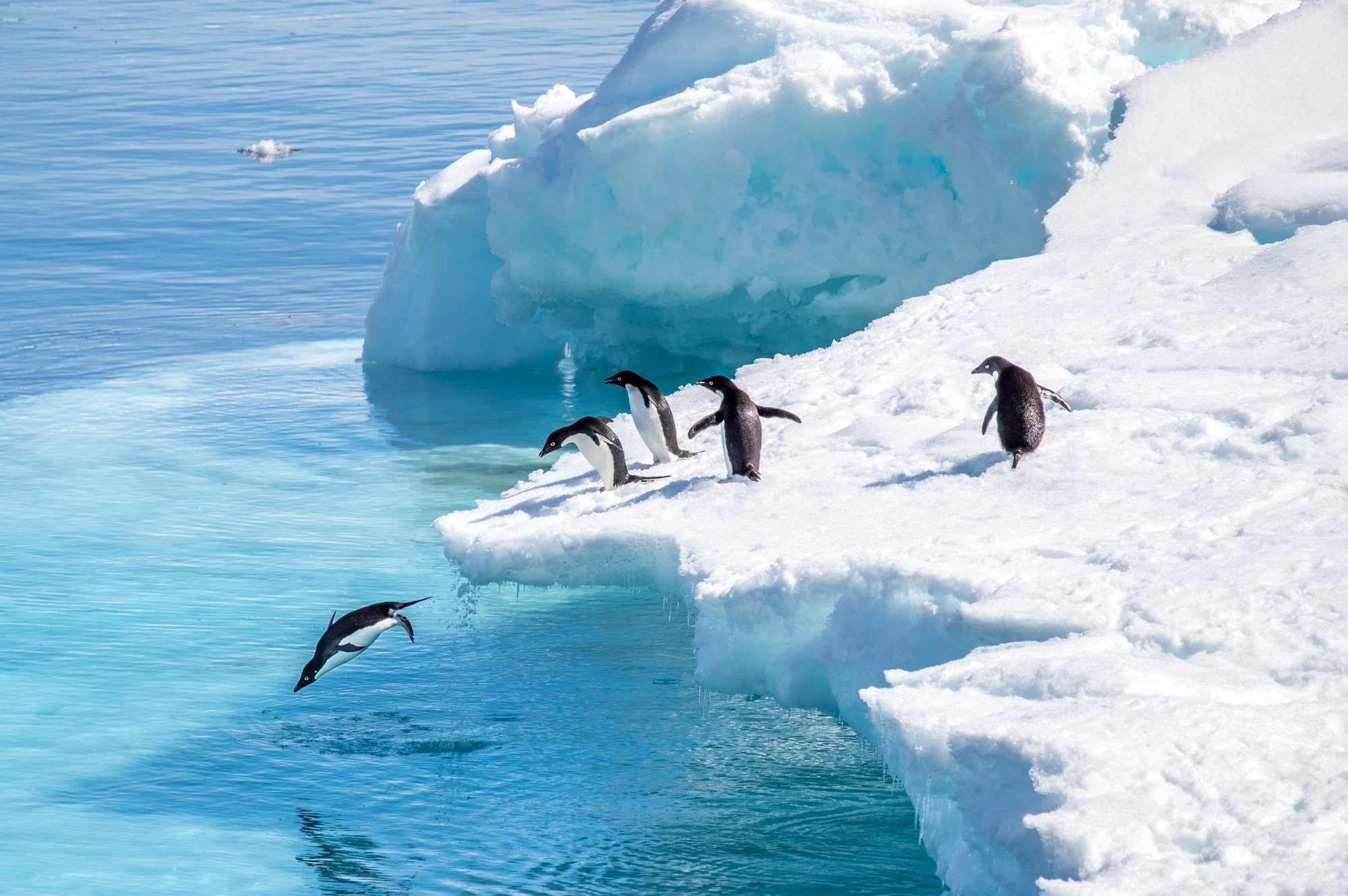 Antarctica penguins