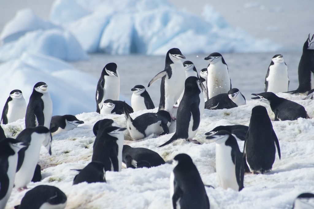 Chinstrap pinguïns in Antarctica