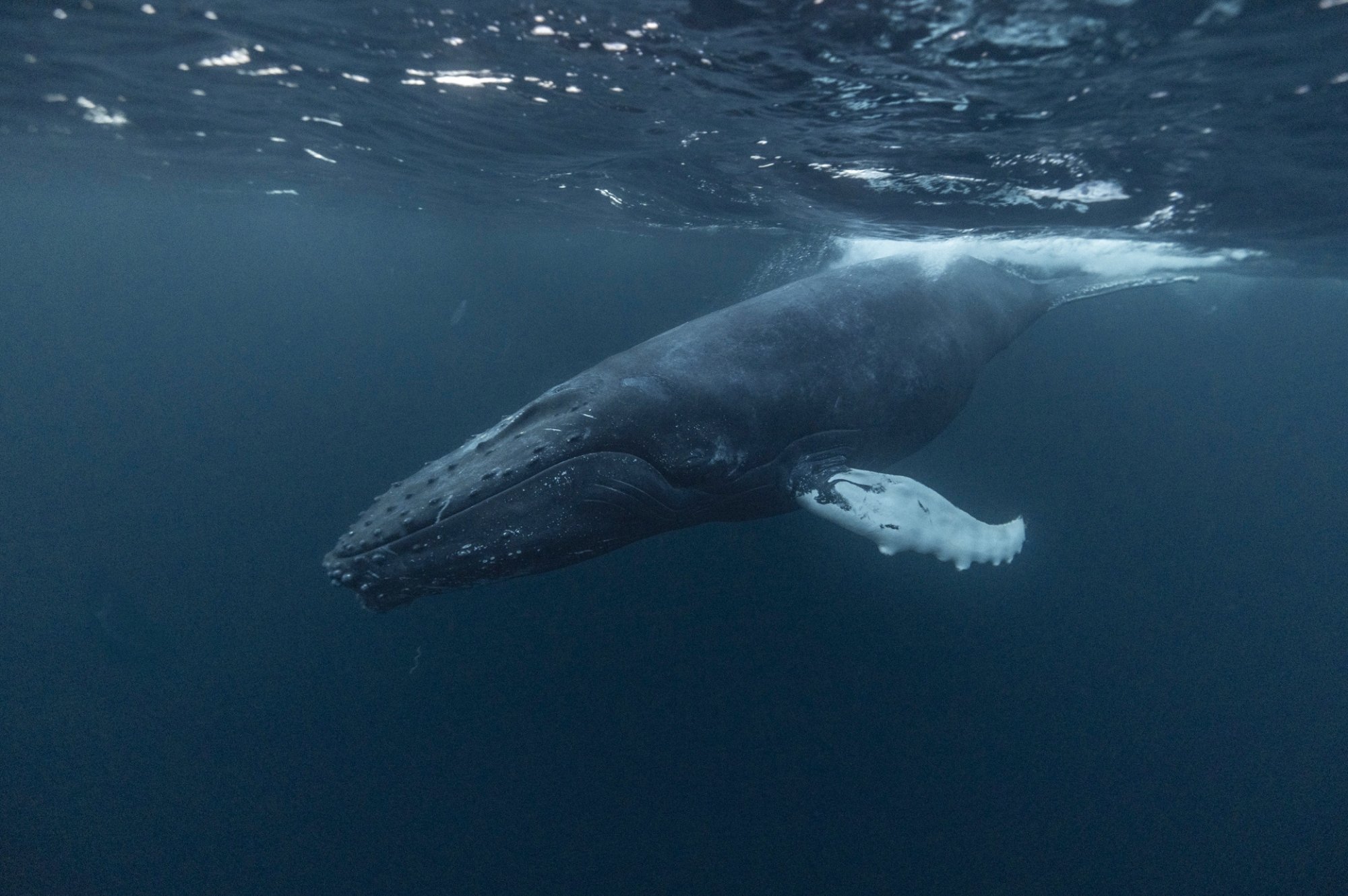 Hooray for Humpbacks! - Waterproof Expeditions