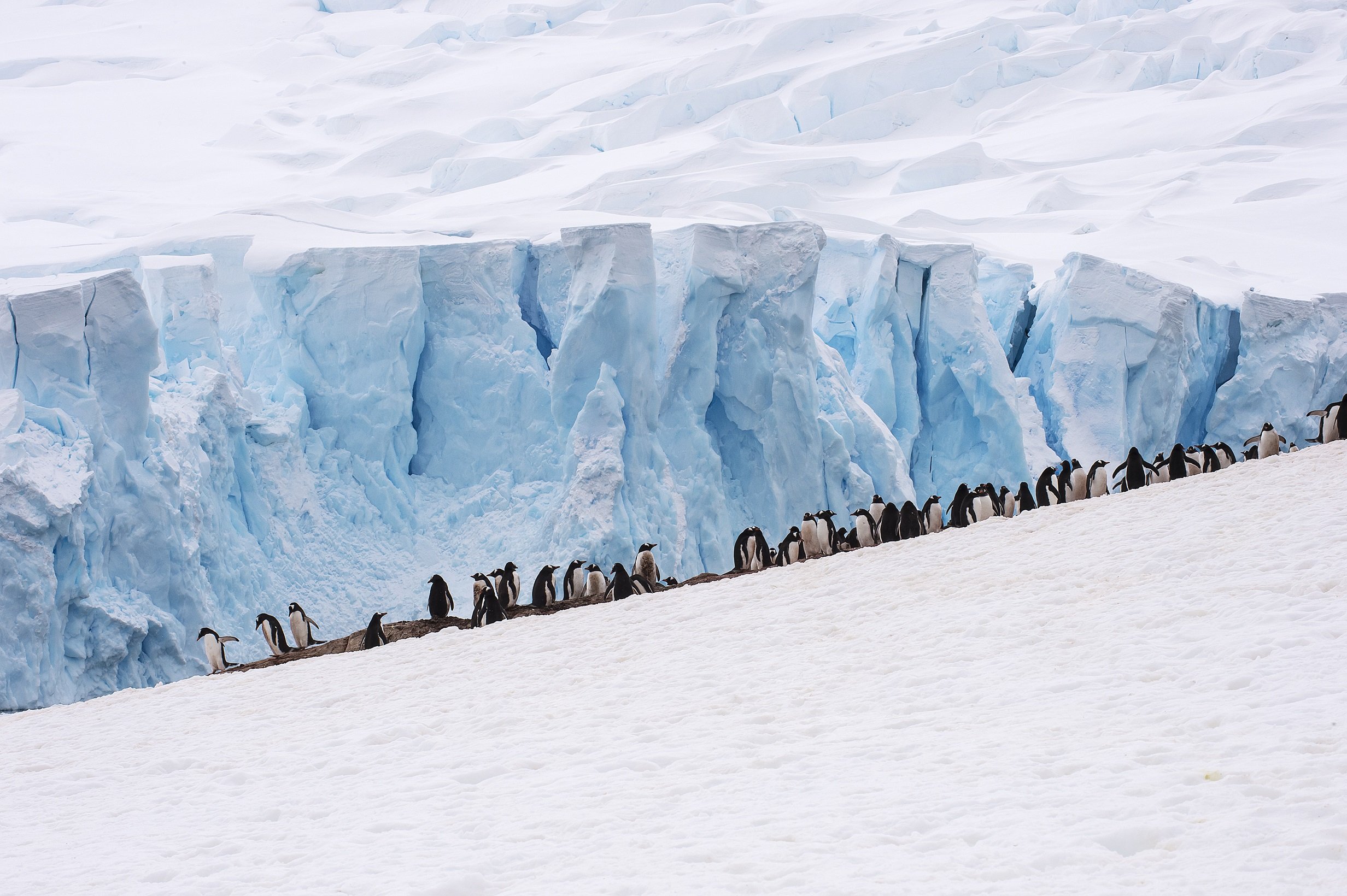 Neko Harbour Antarctica