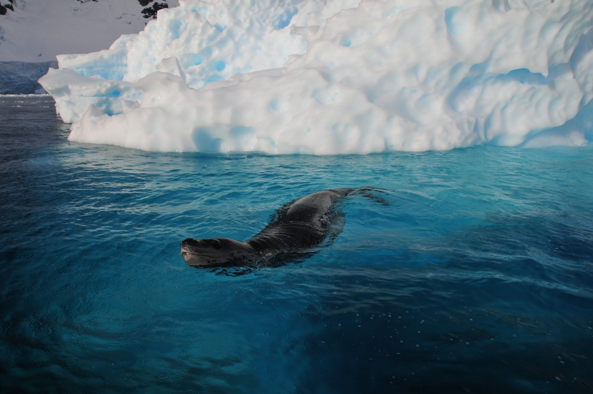 zeeluipaard Antarctica