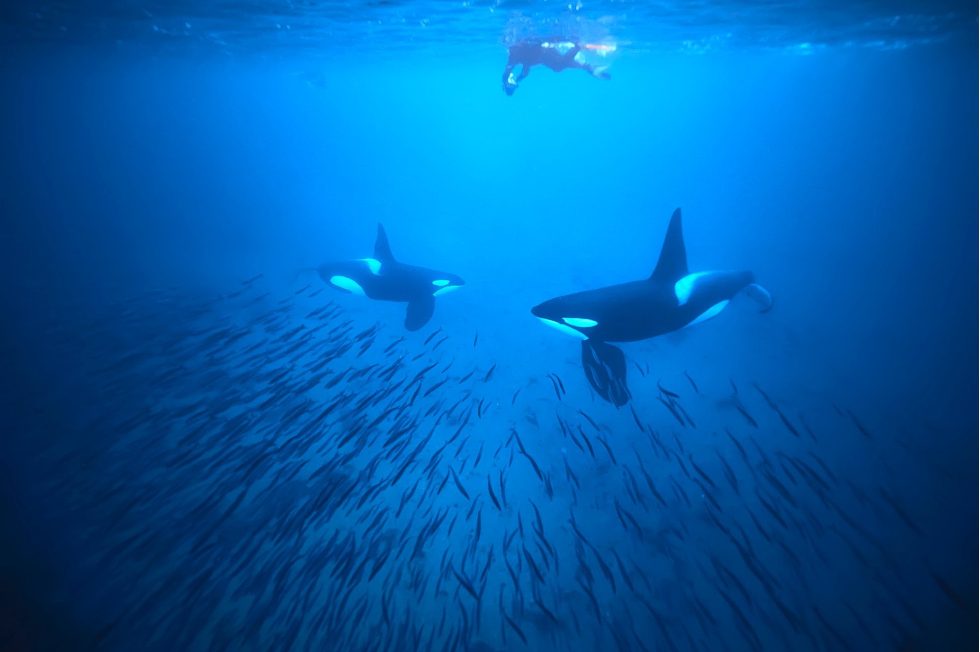 Orca snorkeling © Tyler Wang