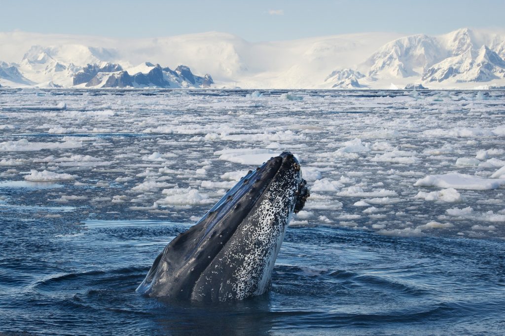 Humpback Whale Antarctica