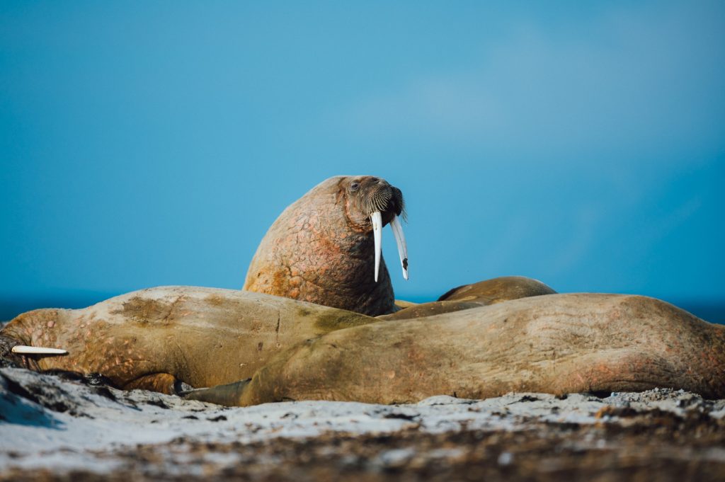 Walrus Svalbard © Evolumina
