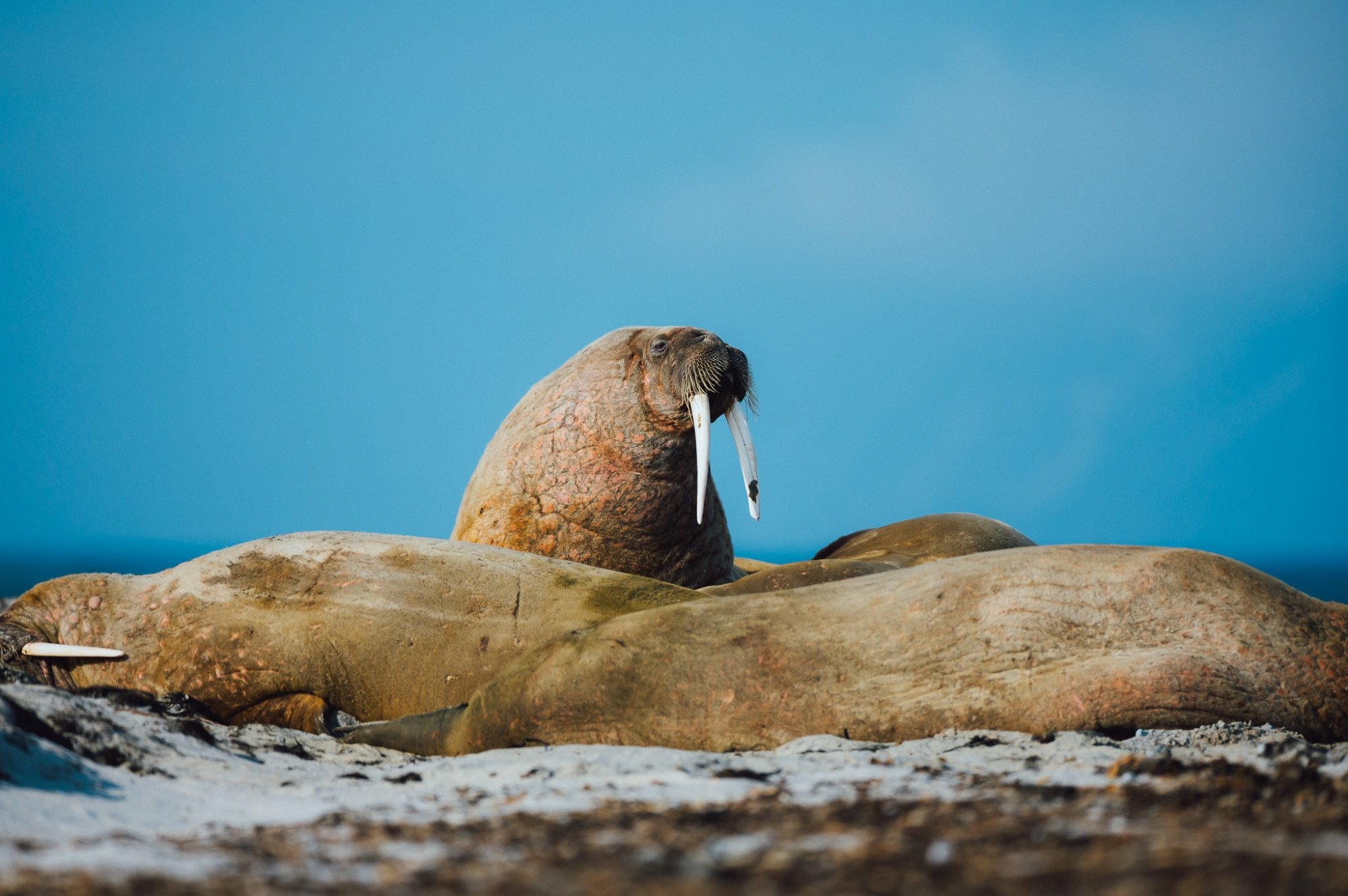 Walrus Svalbard © Evolumina