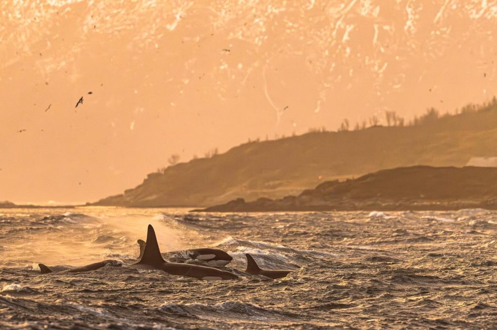Orcas in Norway