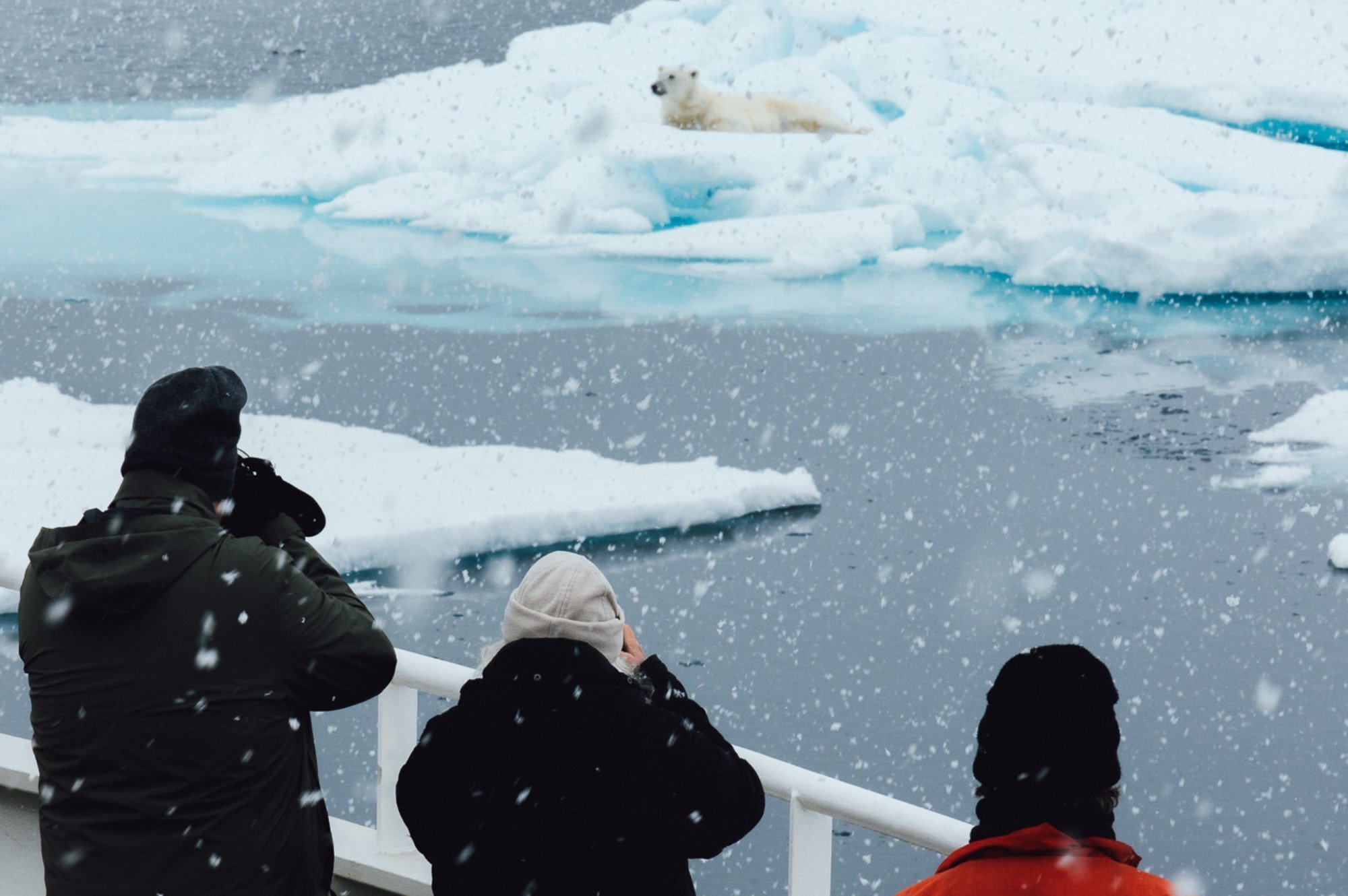 Polar Bear on the ice in Svalbard ©Evolumina